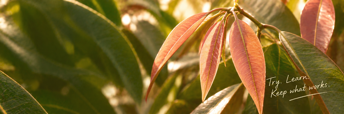 Fresh copper mango leaves glowing in warm sunlight, with the handwritten words: Try. Learn. Keep what works.